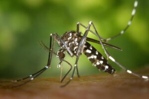 Protecting Yourself Against Dengue