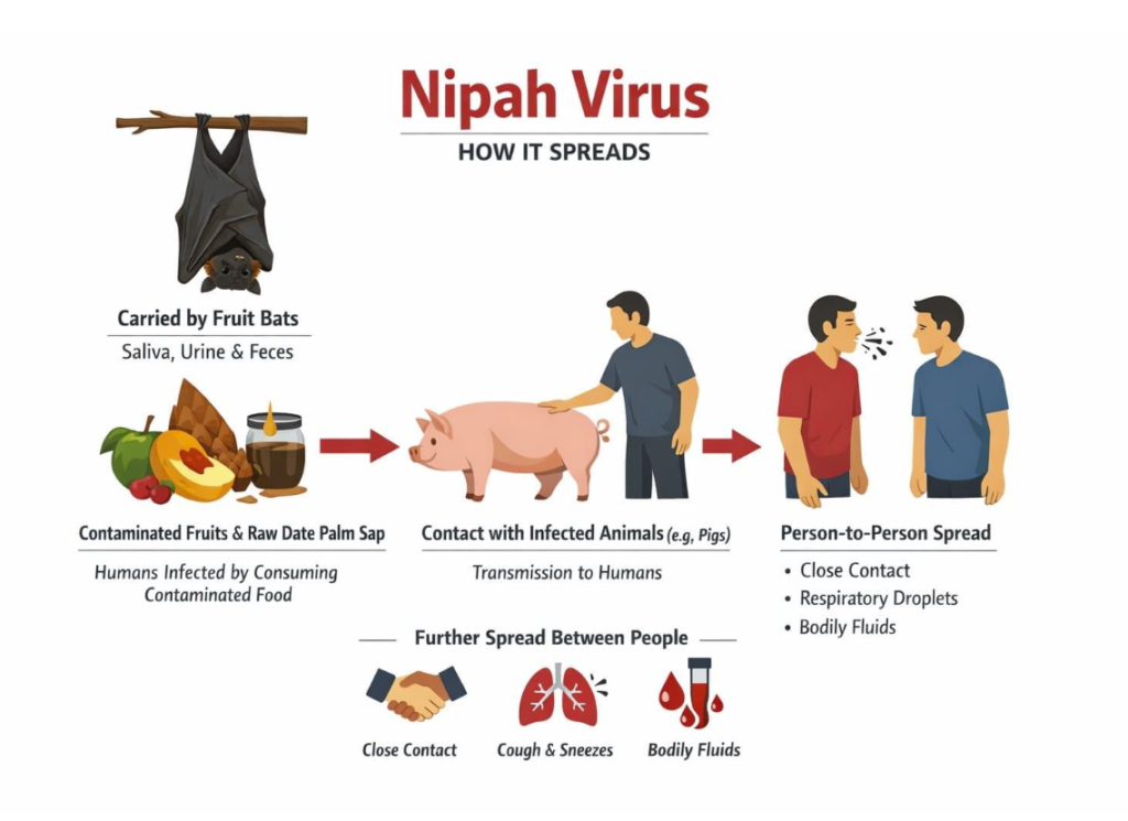 How Nipah Virus Spreads